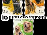 2020 DAMGASIZ  YARDIMCI KÖPEKLER SERİSİ