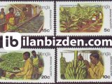 VENDA 1980 DAMGASIZ MUZ ÜRETİMİ SERİSİ