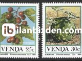 VENDA 1985 DAMGASIZ VELD’DEN GELEN MEYVELER SERİSİ